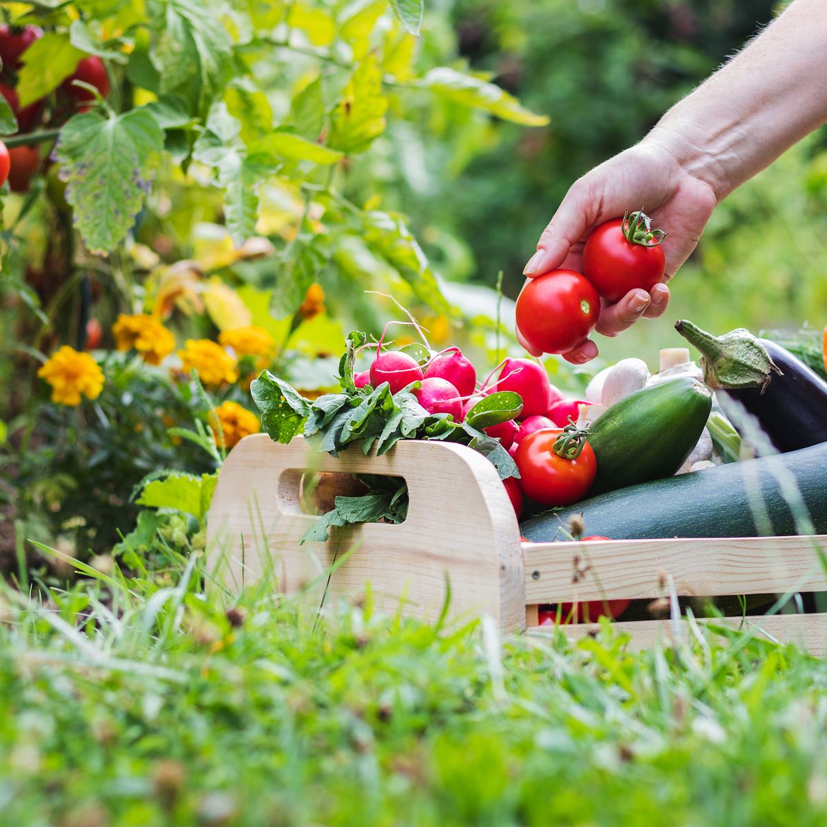 6 Golden Rules Of Harvesting Vegetables: For Perfect Produce ...