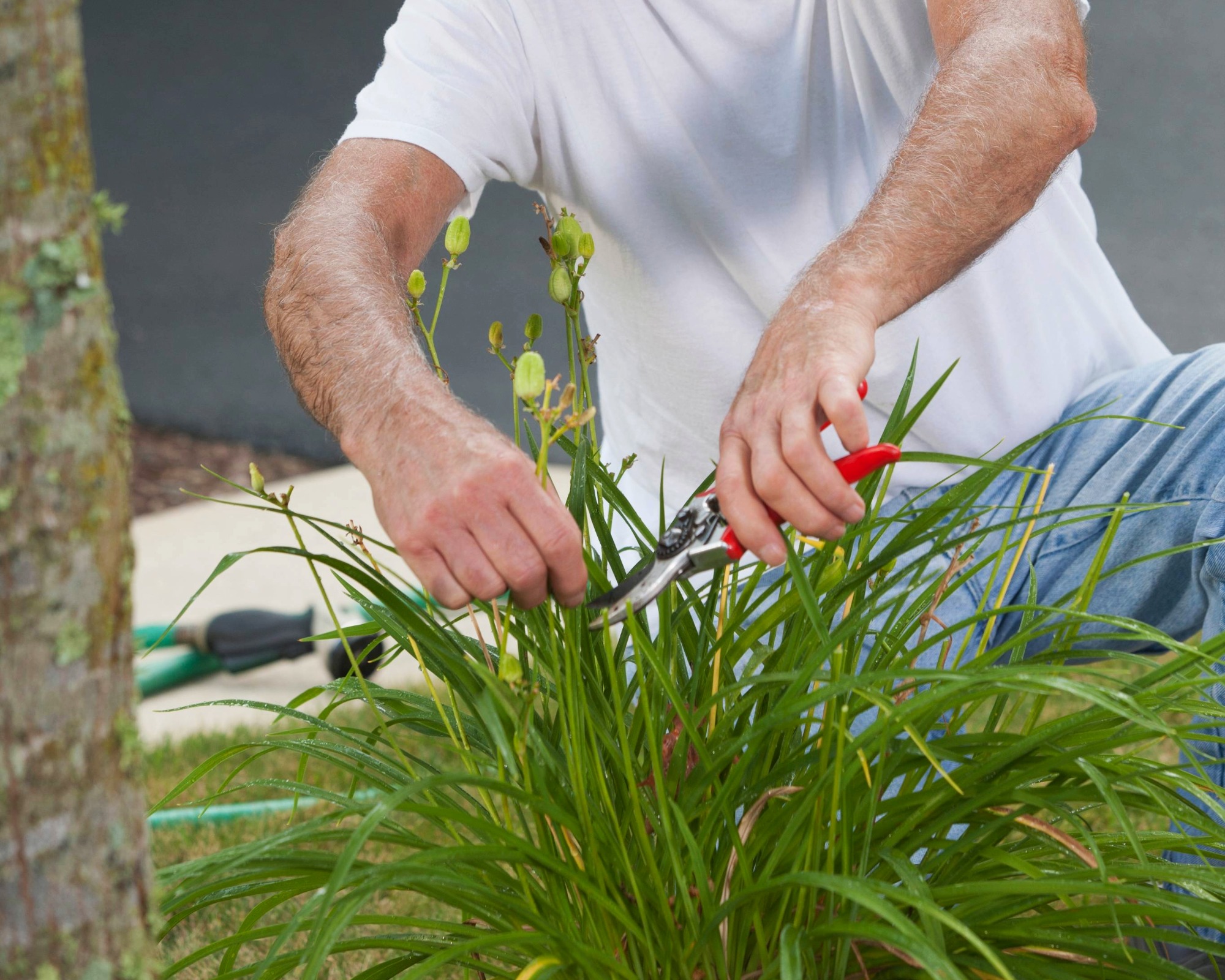 Gardener cuts back daylily plant