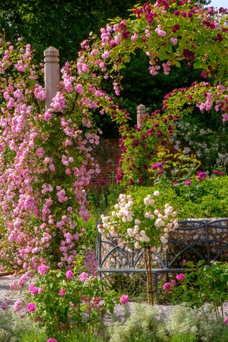 how to grow a butterfly garden: rose garden