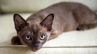 A Burmese cat is very different to a birman cat