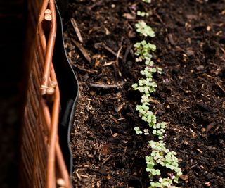 Turnip seedlings growing in a container