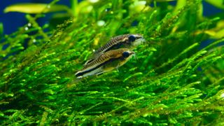 Pygmy Corydoras