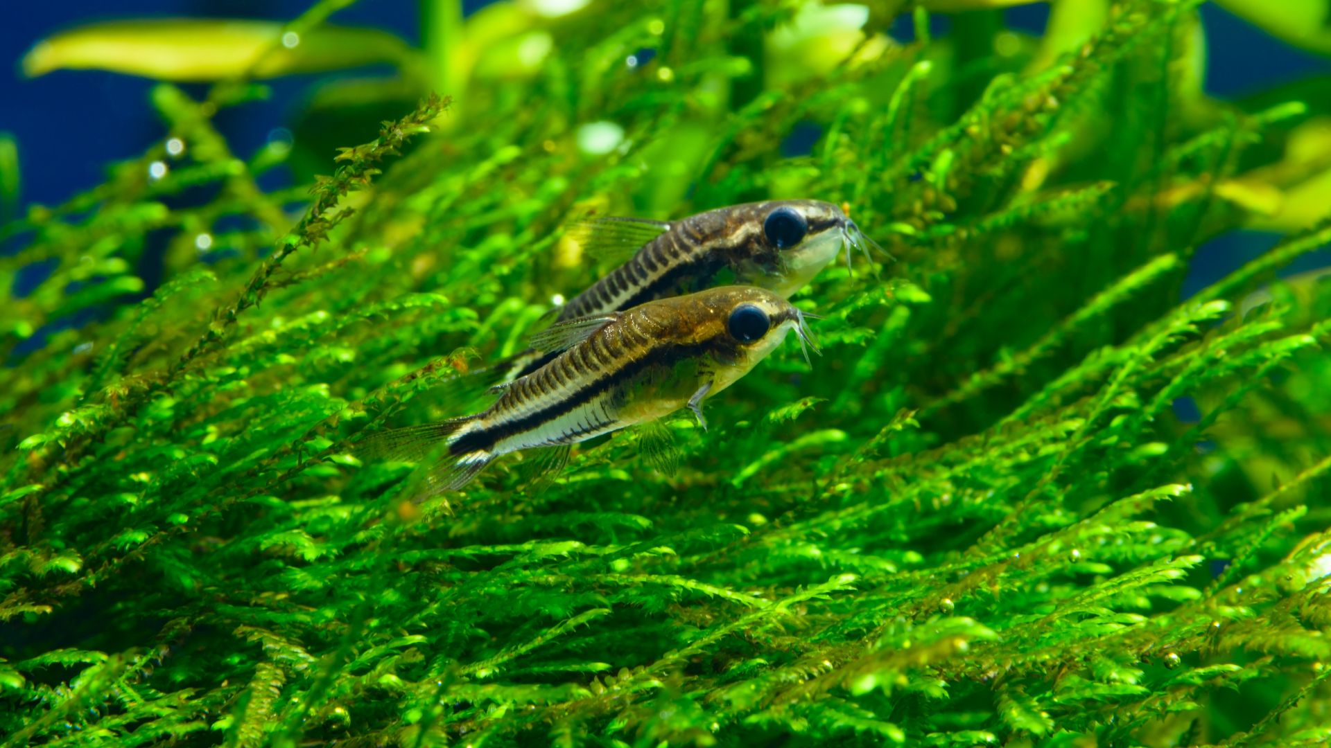 Pygmy Corydoras