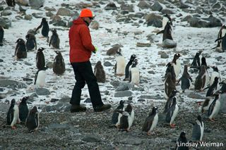 Tom Hart collecting samples in a gentoo penguin colony on Pleneau Island