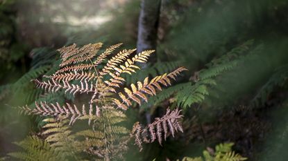 Bracken leaf