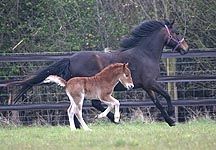 BlueCrossfoal.jpg