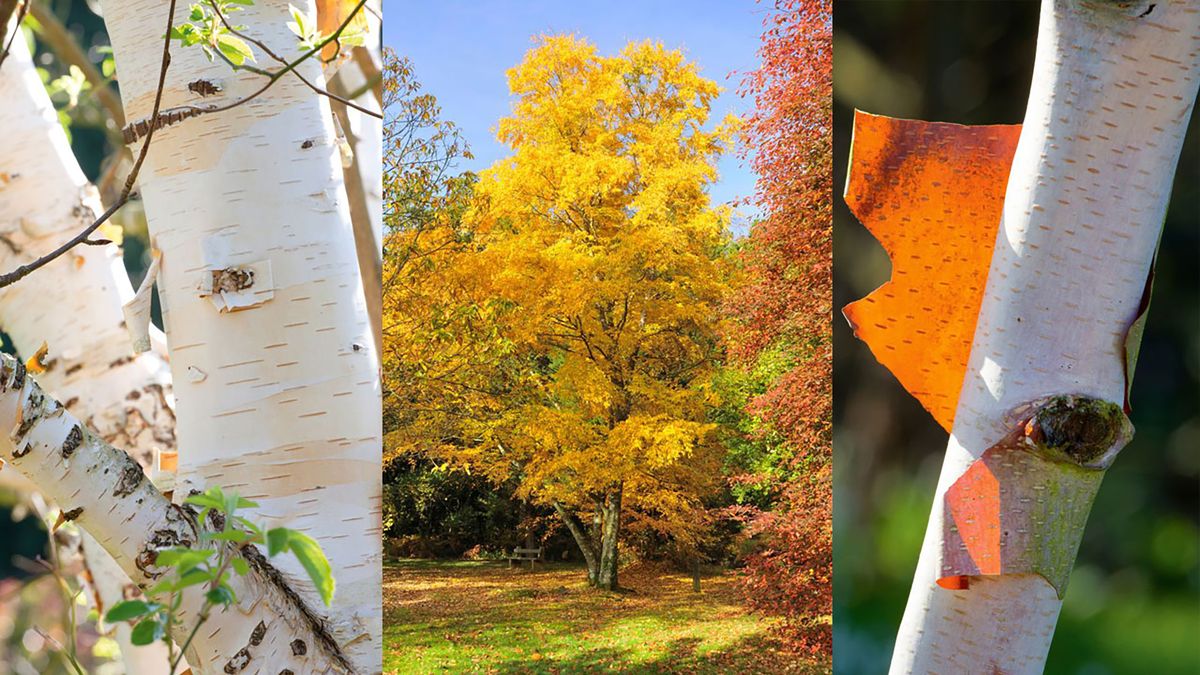 Birch Trees (Betula): Varieties, Care, and Landscaping Tips