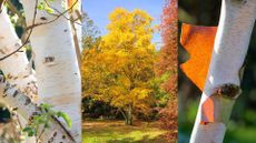 three birch trees