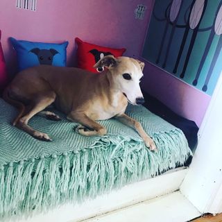 dog room with pink wall and bed