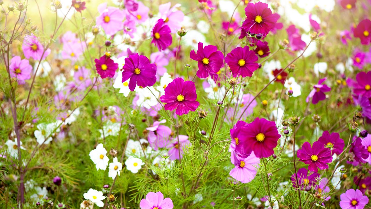 Vibrant pink and white summer flowering Cosmos flowers in soft summer sunshine