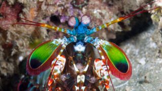 A Peacock mantis shrimp with bright green clubs.