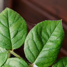 Small spider mites and fine webs on rose leaves