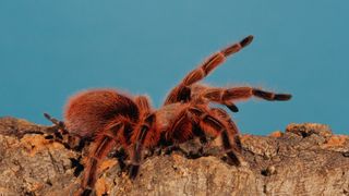 Best exotic pets - Tarantulas