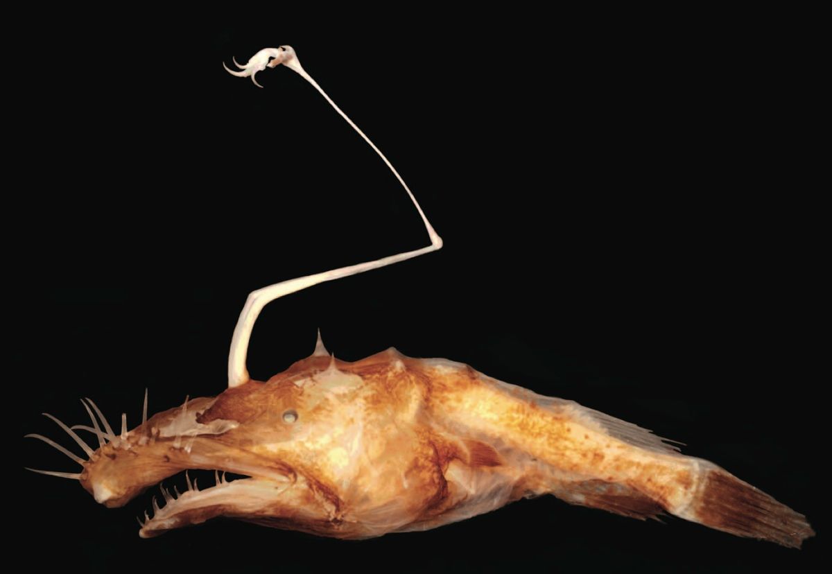 A female of the newfound &lt;em&gt;Lasiognathus dinema&lt;/em&gt; species from the Gulf of Mexico.