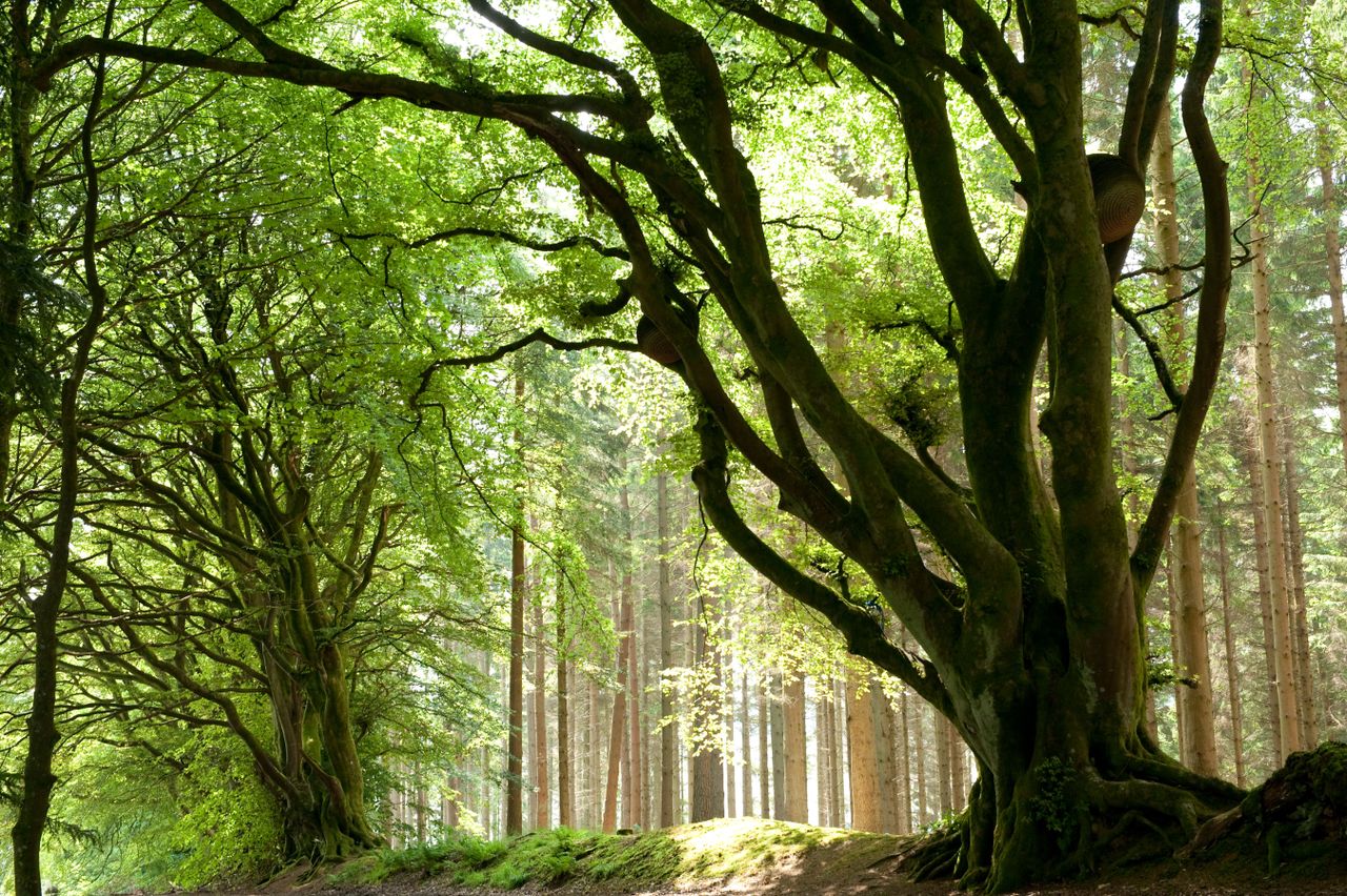 Northumberland&#039;s Kielder Forest Park. The county is set to benefit from new areas of woodland.