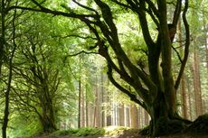 Northumberland's Kielder Forest Park. The county is set to benefit from new areas of woodland.