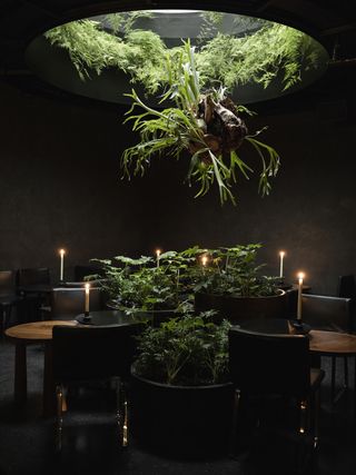 greenery coming from hole in ceiling, tables and chairs beneath