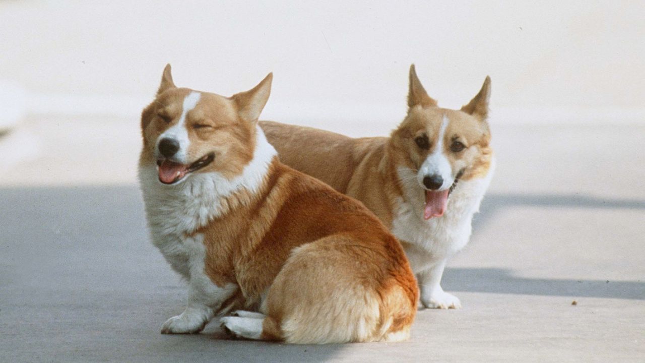 Queen Elizabeth&#039;s corgis