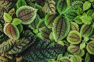 Close up of Pilea involucrata, commonly called the Friendship Plant