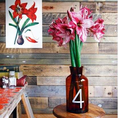 amaryllis in red vase