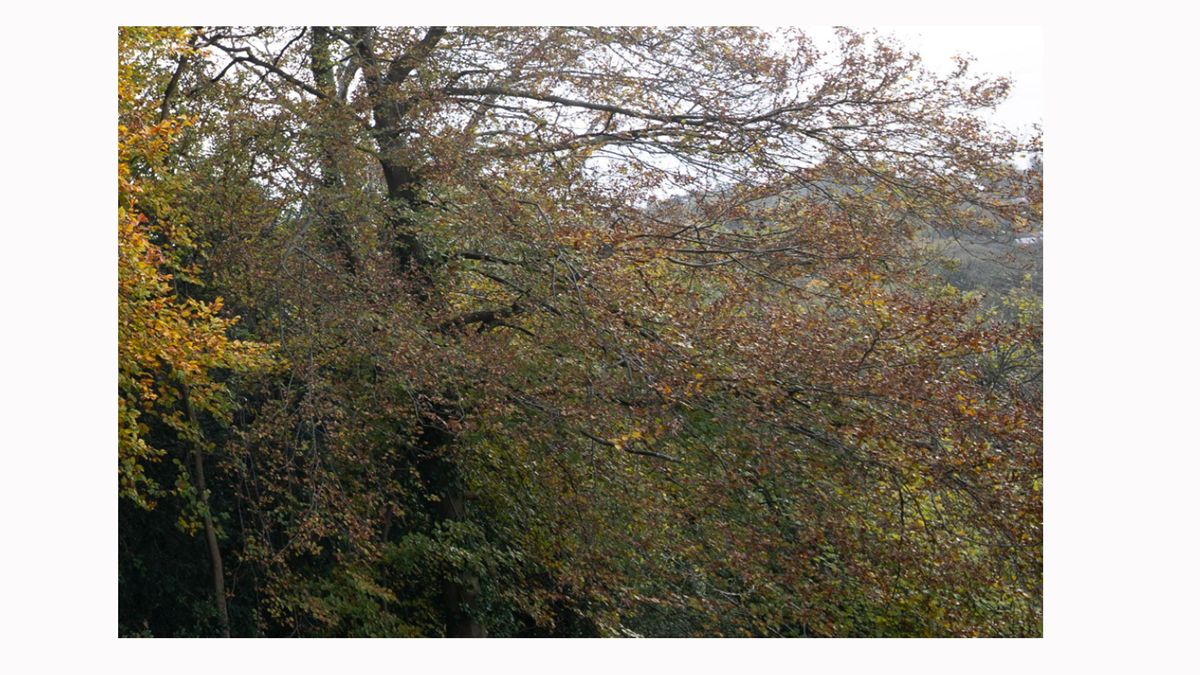 Image shows a corner crop on an image taken with a Sigma 14/24mm F2.8 DG HSM ART lens.
