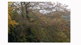 Image shows a corner crop on an image taken with a Sigma 14/24mm F2.8 DG HSM ART lens.