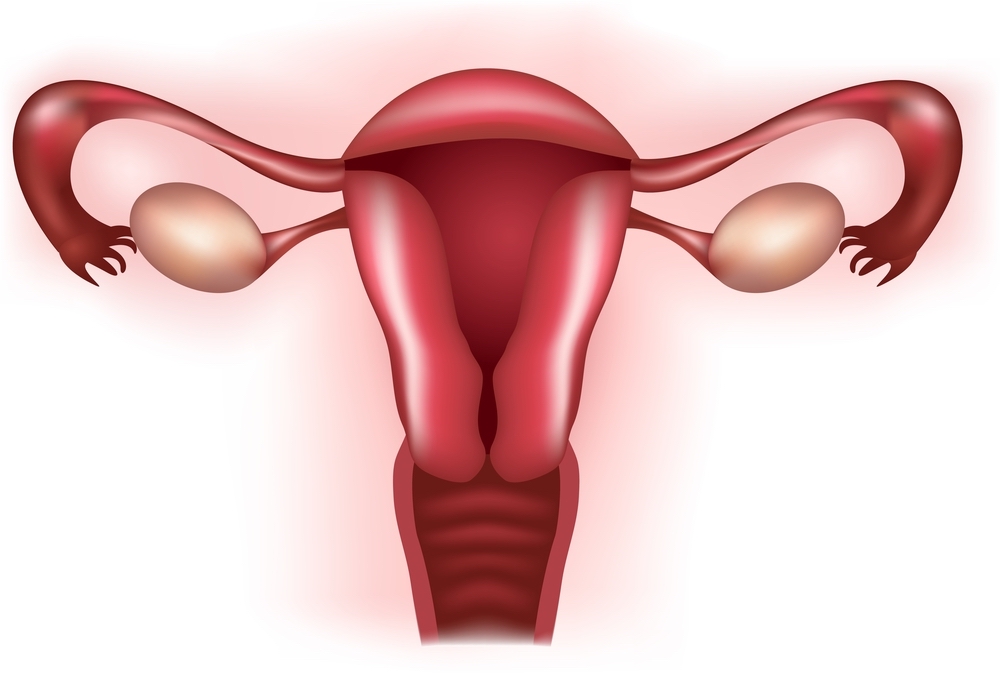 female reproductive system conceptual