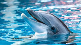 Dolphin smiling in the water