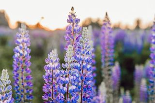Plants that are poisonous to cats: lupins