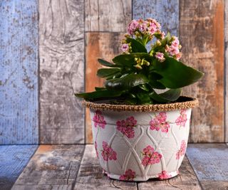 Kalanchoe in a pink floral pot on wooden table