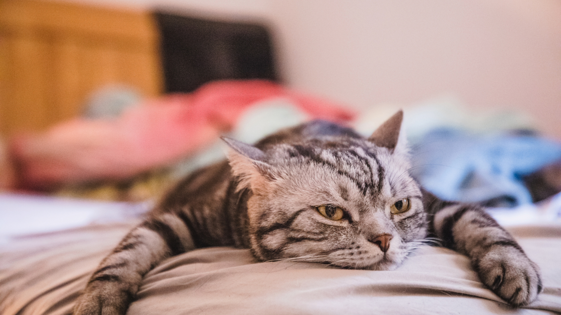 a cat lying down on its front on a bed with paws stretched out in front