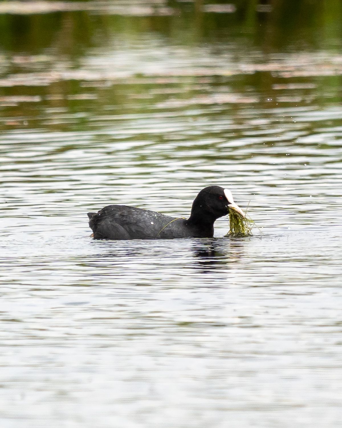 coot on a pond with grass in its beak