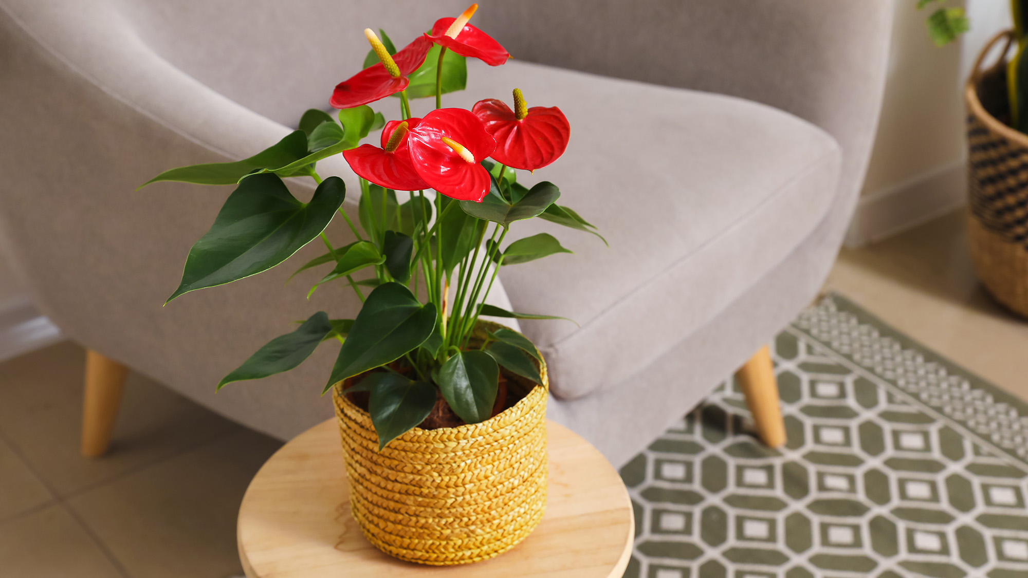 nthurium flower in pot on wooden tableA