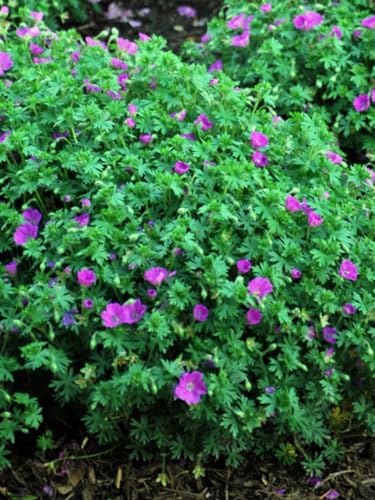 Perennial Farm Marketplace Geranium Sanguineum &amp;lsquo;max Frei&amp;rsquo; (cranesbill) Live Perennial, Size-#1 Container, Deep Magenta Summer Flowers, Zones 5-8