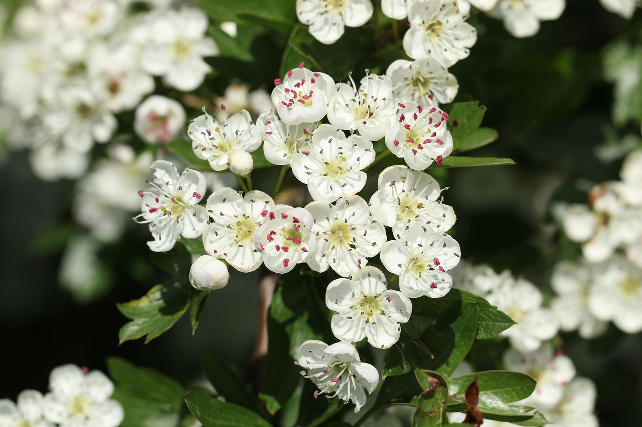A branch of the hawthorn flower, Crataegus monogyna