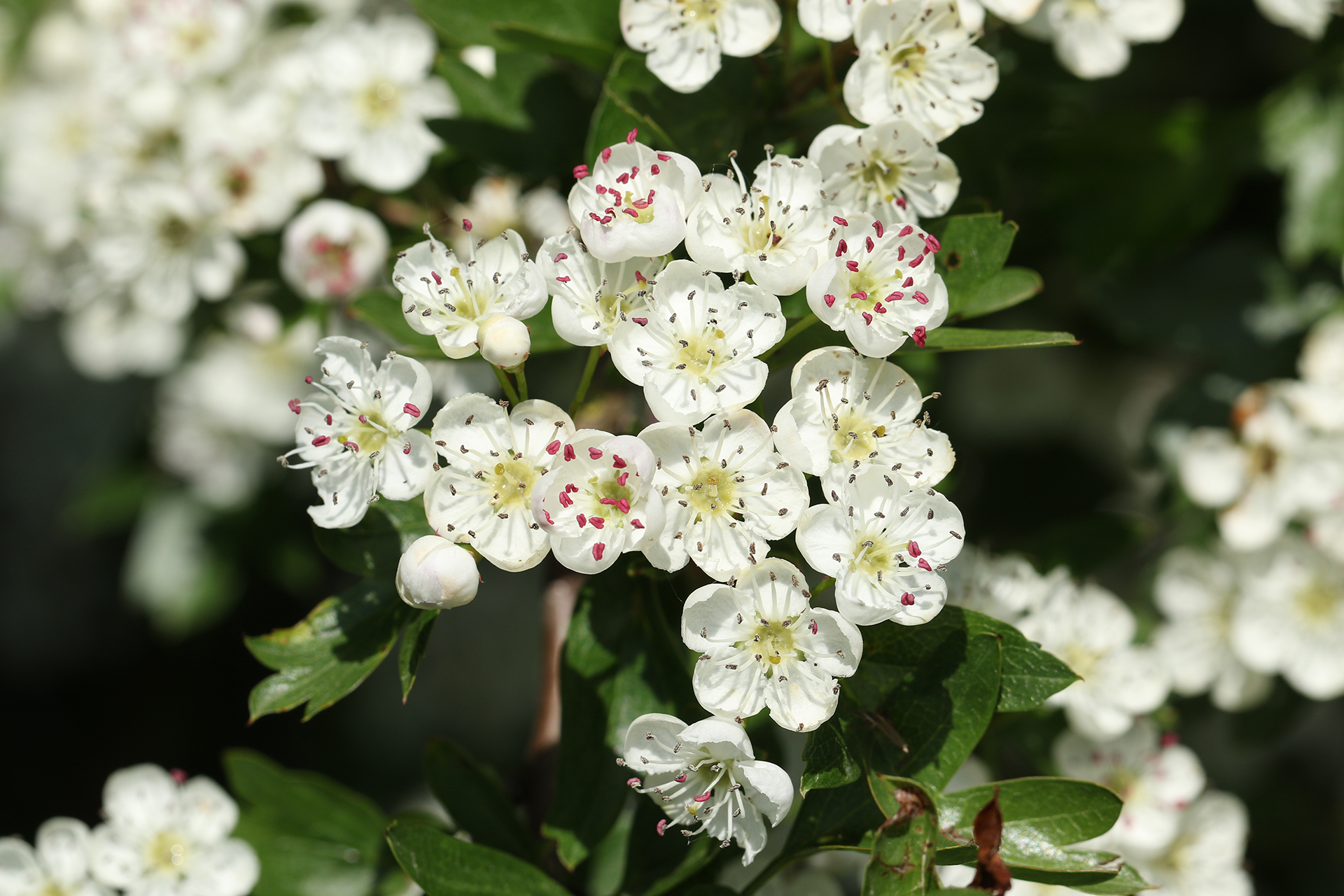 A branch of Hawthorn blossom, Crataegus monogyna