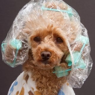 dog with shower cap