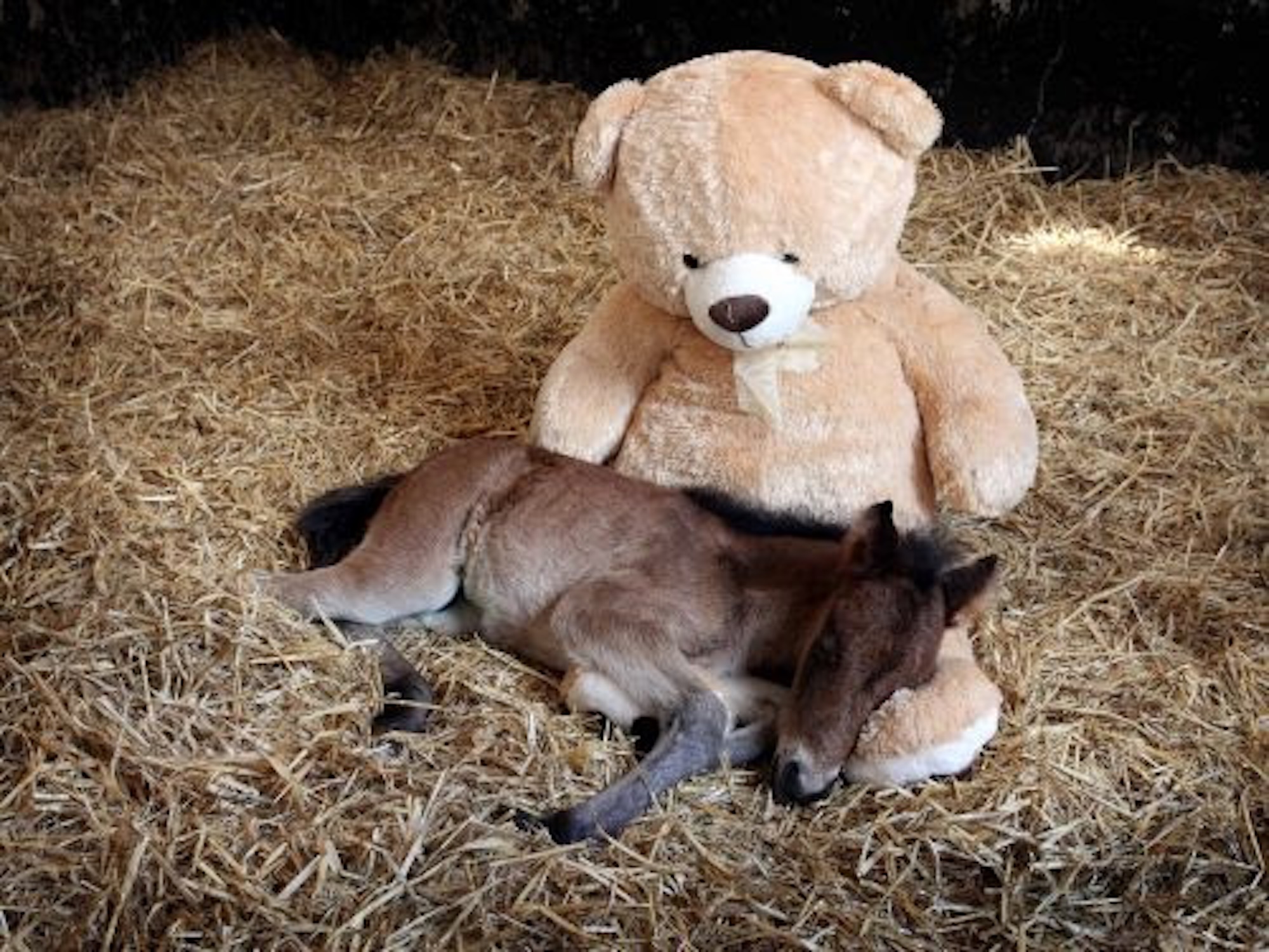 Tiny foal Breeze snuggled up to a giant teddy bear