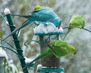 parakeets eating from hanging bird feeder in snow