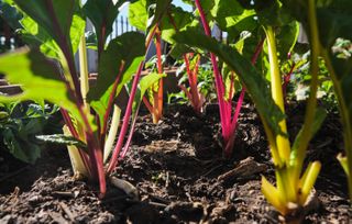 beets growing in a garden vegetable patch