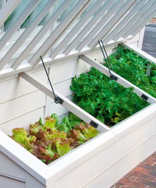Cold frame containing salad crops and herbs