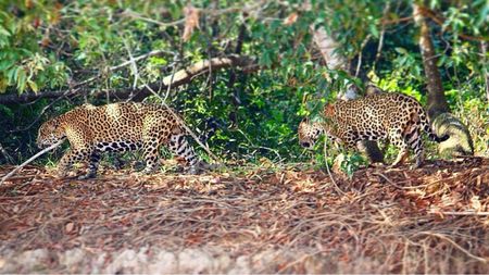 A pair of male jaguars stroll through the jungle together in Brazil's Pantanal region. This pair lived closely alongside each other for more than 7 years.