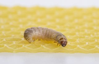 A wax worm caterpillar hanging out on honeycomb.
