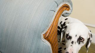 Dog looking around the couch