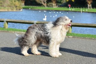 An Old English Sheepdog seems strangely apt for Boris Johnson...