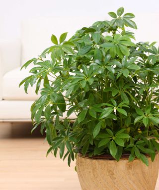 umbrella plant in pot