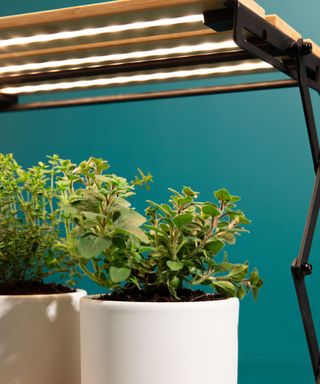 Grow light against blue background