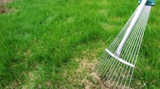 A rake dethatching a lawn