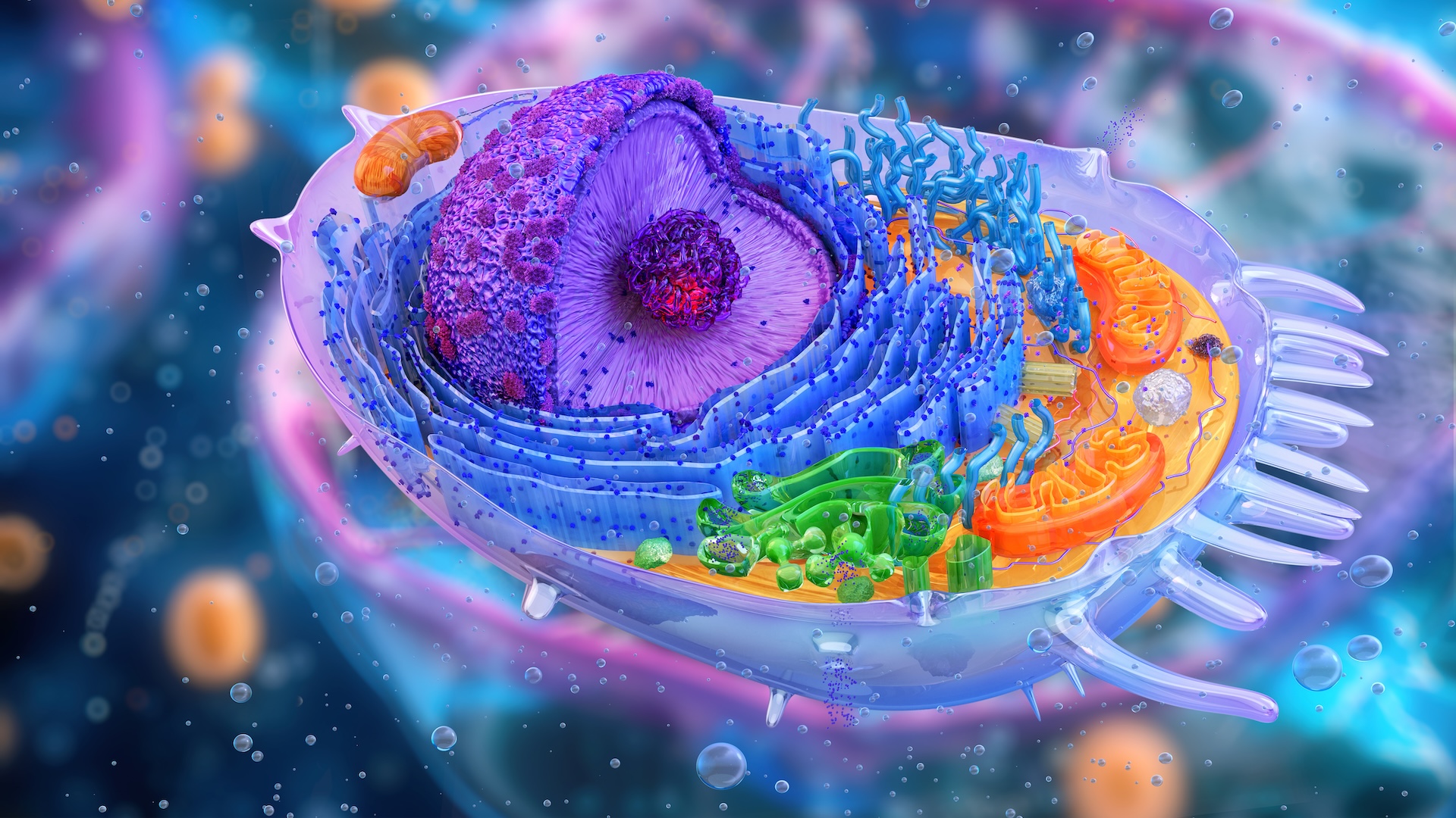blue, red, green and purple 3D slice through a human cell