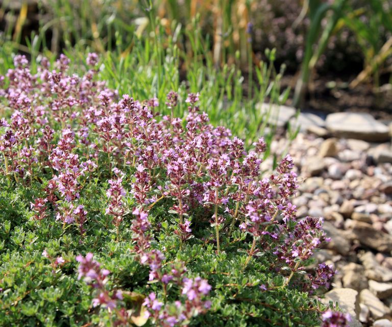 Drought Resistant Herbs